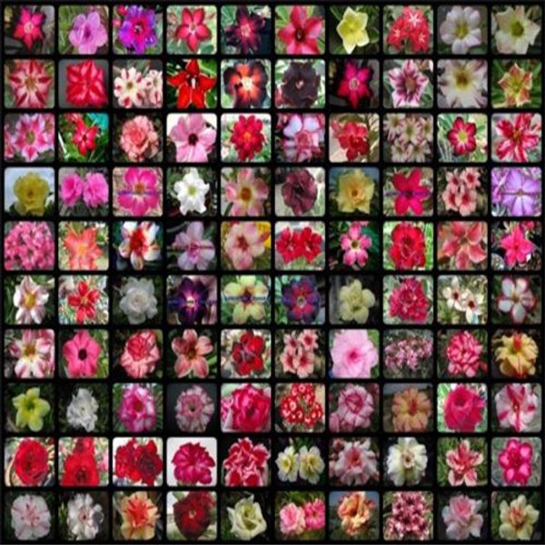 

20 pcs mixed real adenium obesum desert rose flower home garden bonsai succulent plants balcony potted 100% genuine