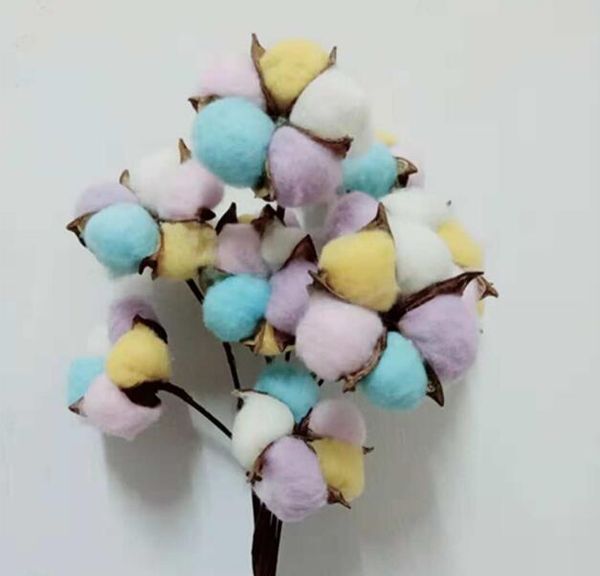 Acheter Coton Coloré Tête Colorée Coton Coloré Fleurs Séchées Bouquet De Coton Naturel Décorations De Mariage Ameublement Dameublement De 059 Du
