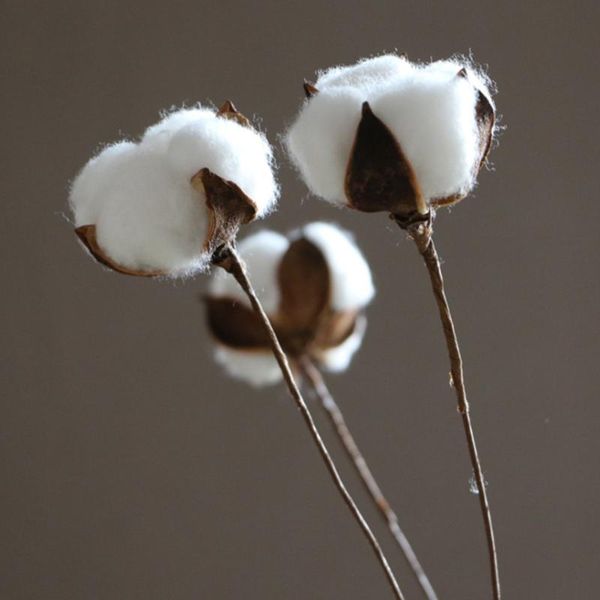 

10pcs party cotton flower pressed dried wedding with stem natural home decor diy crafts