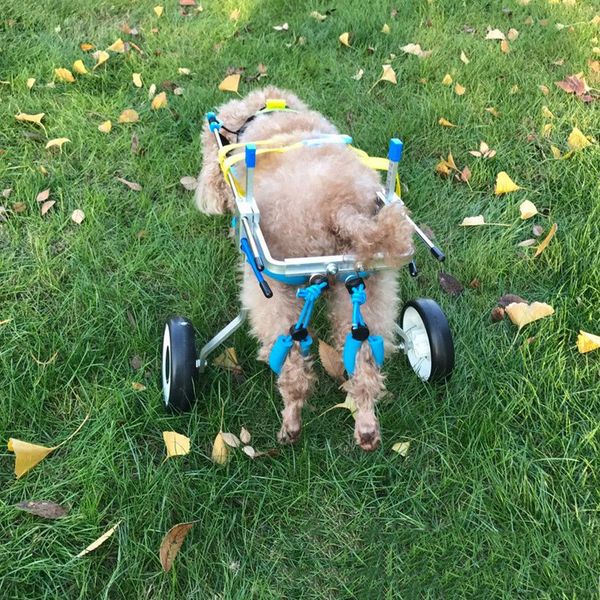 

5 types cart pet wheelchair for handicapped hind legs small dog cat/doggie/puppy walk stainless steel xxs-l