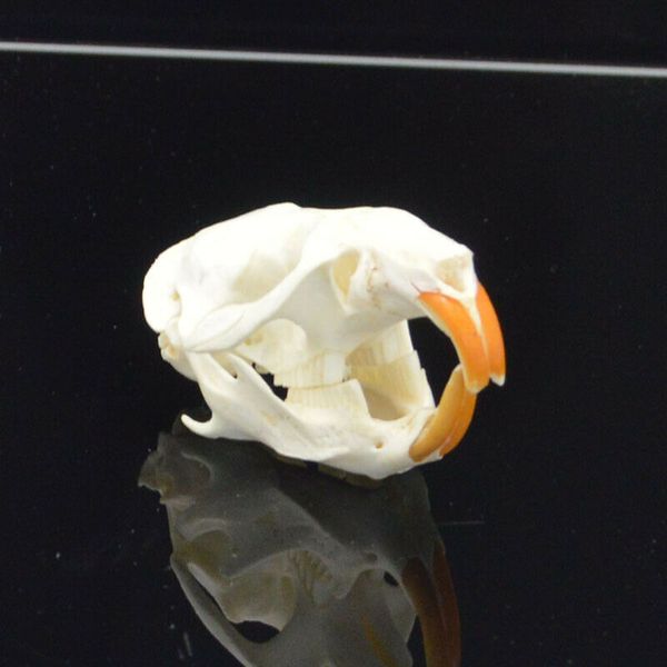 

1шт ondatra zibethicus muskrat череп реальных кости скелета биология таксидермия