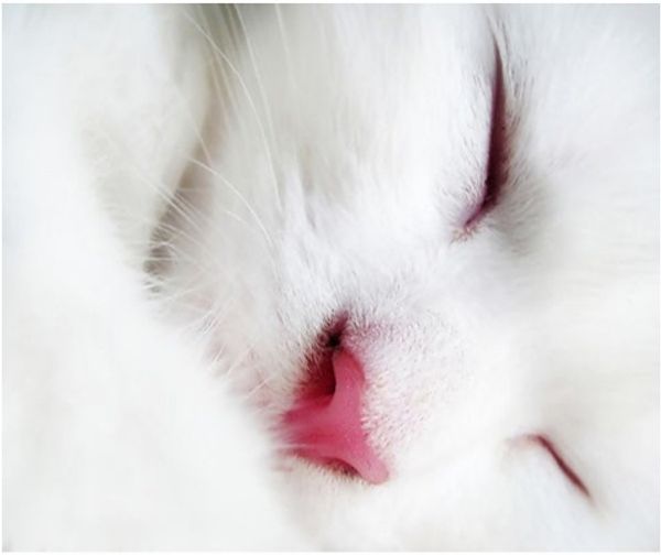 

full square/round drill 5d diy diamond painting "cat" embroidery cross stitch mosaic home decor art experience toys gift a0500