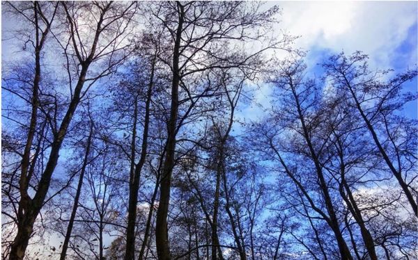 

современная гостиная обои forest настенной 3d обоев 3d стены бумага для тв фона