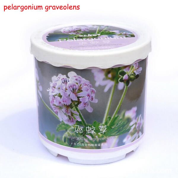 

diy mini new exotic grass potted plant deskoffice decor