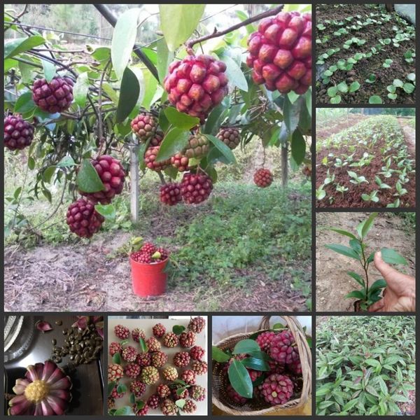 

10pcs 100% fresh rare kadsura coccinea oo- frost-resistant - fruit tree f (hei-lao-hu
