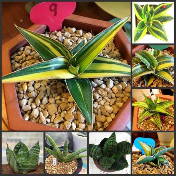 

50pcs fresh real sansevieria trifasciata prain s - bonsai succulent (hu-pi-lan