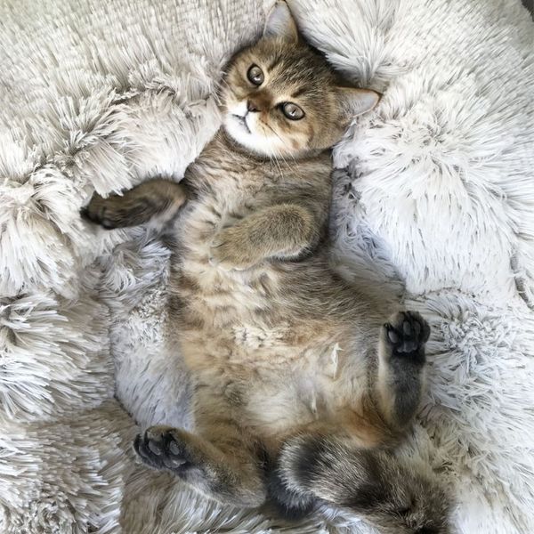

long plush super soft pet bed kennel dog round cat winter warm sleeping bag puppy cushion mat portable cat supplies 46/50/60cm