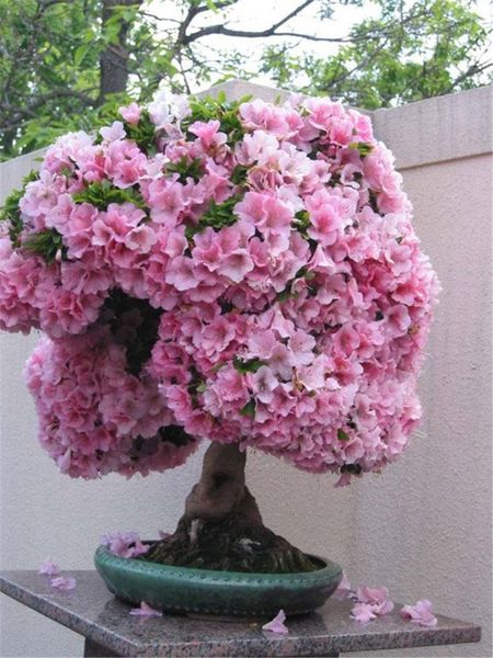 

Decorações de Jardim ymhqw