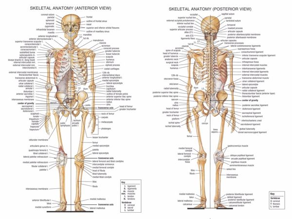 Chart Of Human Muscular System