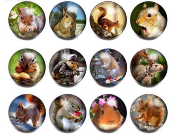 

12pcs/lot cute squirrel theme glass charms 18mm snap button jewelry for 20mm snaps bracelet snap jewelry kz0813 jewelry making, Crystal