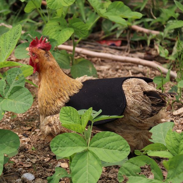 

одноместный ремень chicken фартук / седло, перо fix protector для птицеводства -эталонного размера