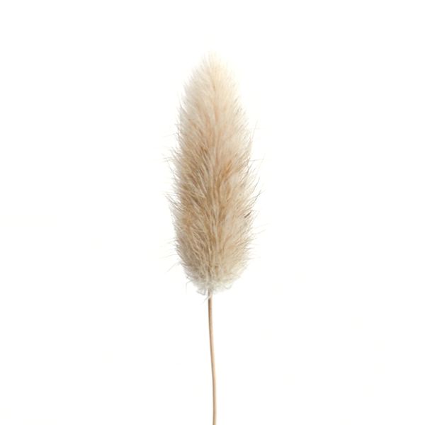 

opening promotion-20 stems dried flower tail natural plants floral grass bouquet home decoration accessories phot