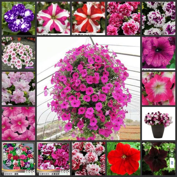 

100pcs fresh garden petunia oobonsai flower f