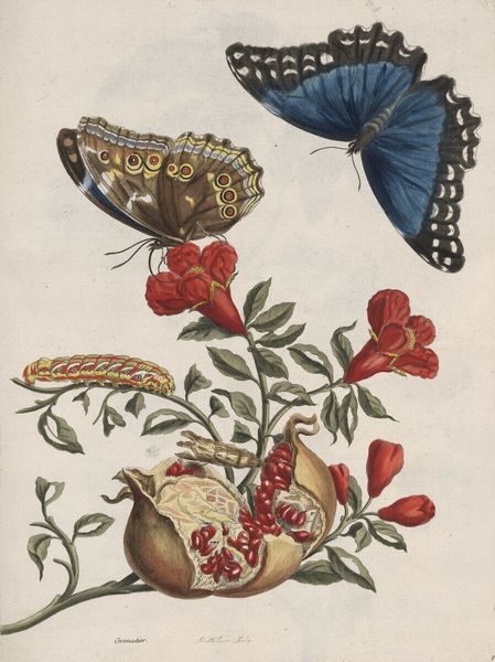 

Maria Sibylla Merian Butterfly Home Decor Handpainted &HD Print Oil Painting On Canvas Wall Art Canvas Pictures 191114