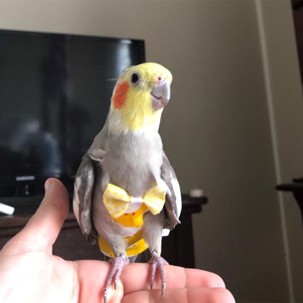 

adjustable pet bird flying clothes strap out rope pet diaper bird clothes parrot harness traction rope useful parrot harness
