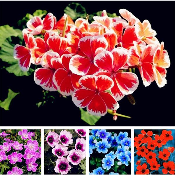 

Decorações de Jardim ymhqw