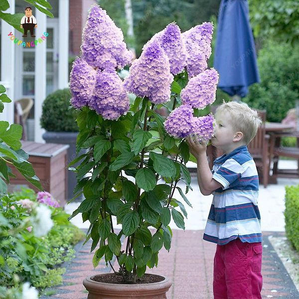 

30Pcs Bonsai Mixed Hydrangea seeds Paniculata Vanilla Fraise Strawberry Hydrangea Bonsai Flower seeds Climbing Plant For Home Garden