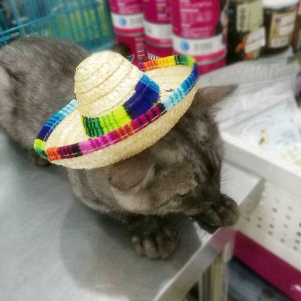 

1pc новое прибытие 2019 многоцветный pet соломенной шляпе собака кошка мексиканский стро сомбреро hat pet регулируемая пряжка костюм dropshi