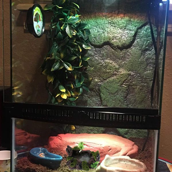

набор 2 reptile растений декоративные тарелки воды еды миски для tortoise паук