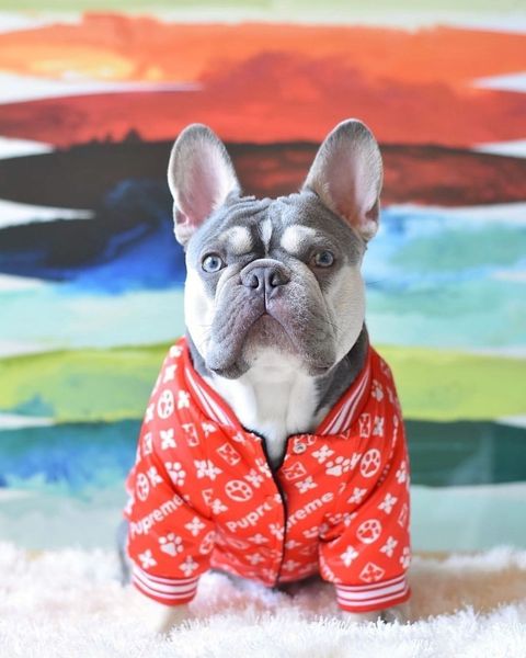 

chaquetas de perro rojo teddy law fighting keji стеганый китайский новый год теплый прилив бренд собака куртка одежда