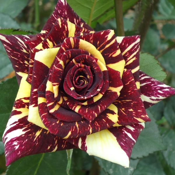 

Редкий 'Цвет цвета' Желтое дерево Пион Цветочное Семя, 10 Семян / Пак, Пион Семя Китайский Пион Бонсай Декоративные Цветы-Земля Чудо