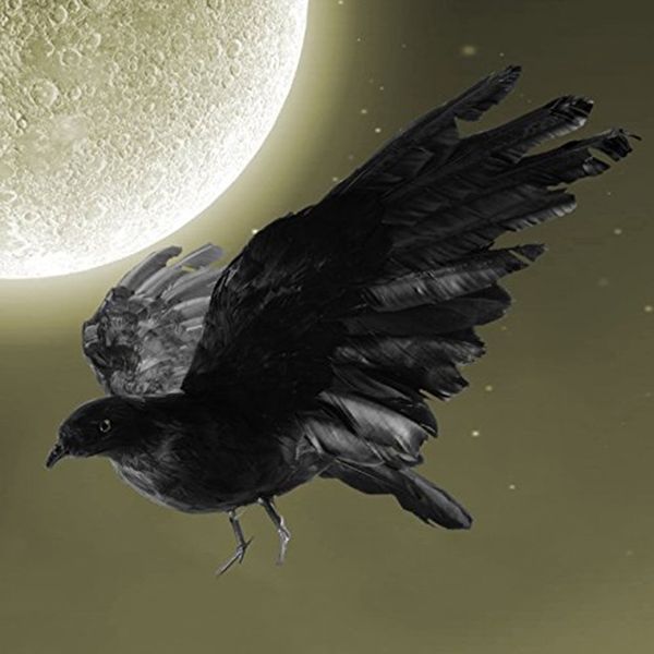 

реалистичная ворона украшение crow приманки хэллоуин черный перо raven prop открытый хэллоуин декор другое home decor