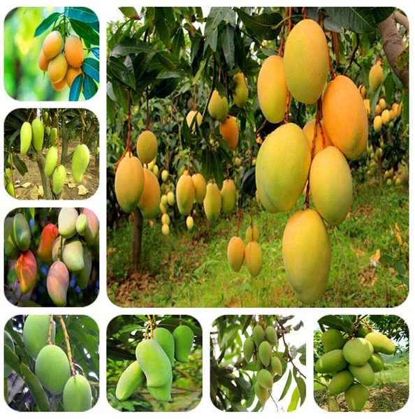 

imported seeds 1pcs 100% true mango plants very delicious healthy green fruit bonsai very easy grow for home garden plant ing