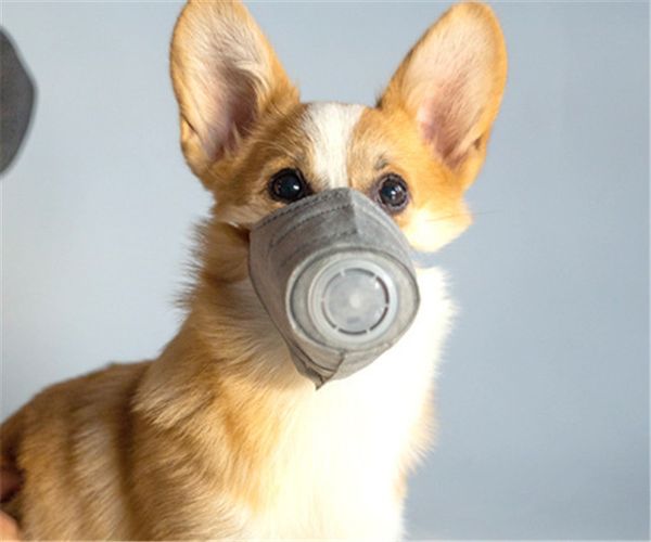 

pet маска 3 шт. упак. собака мягкий хлопок лицо рот маска pet респираторный pm2. 5 фильтр анти-пыль газовое загрязнение морда анти-туман дым