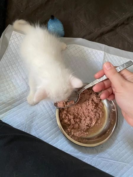 143094 Equipped with intelligent voice prompts, it automatically plays familiar cat sounds at mealtime to remind you to eat, super considerate.