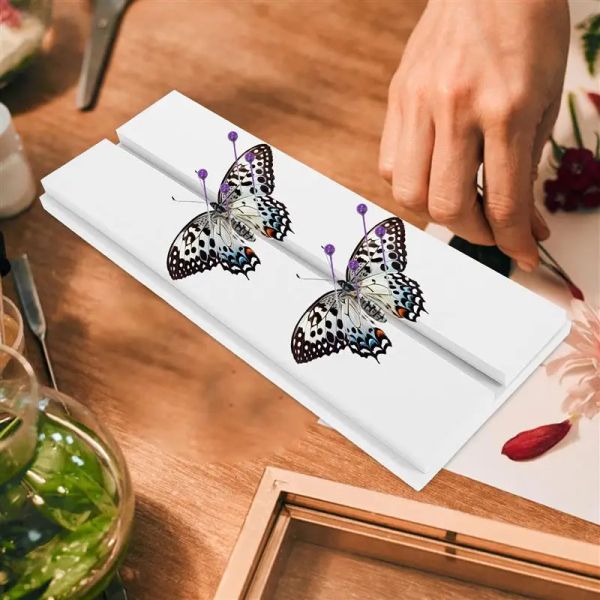 1pc Insect Butterfly Mounting Spreading Board Specimen Display