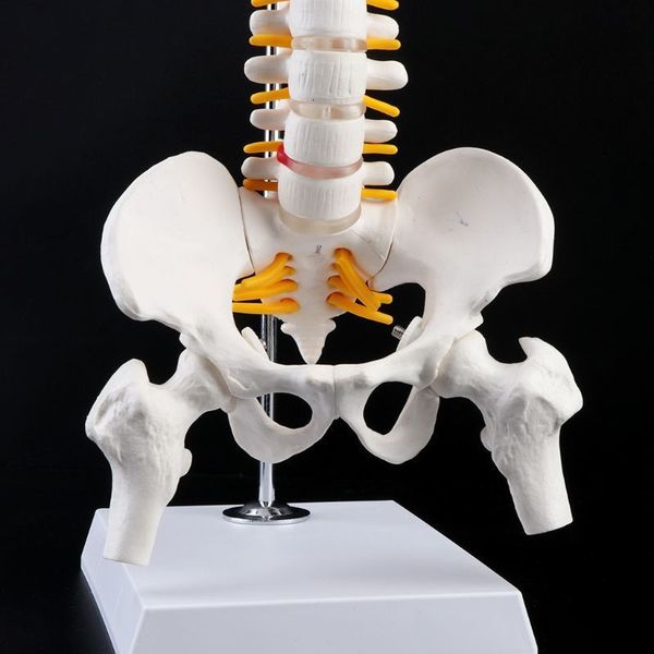 Other Office School Supplies 45cm Flexible Human Spinal Column Vertebral Lumbar Curve Anatomical Model Anatomy Spine Teaching Tool 230130