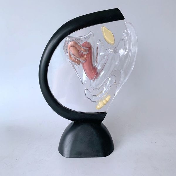 Other Office School Supplies Transparent Uterus Model Visible Human Vagina Anatomical Female Reproductive Organ for Educational Training 230130