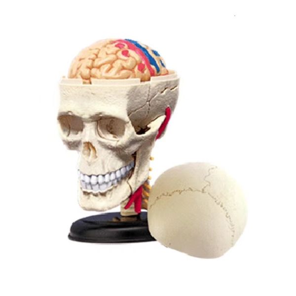 Other Office School Supplies 4d Skull Human Anatomical Anatomy Model Replica Bone Brain Body Organs and Equipment 230130q