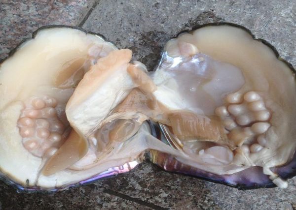 

2018 party fun freshwater pearls shells vacuum packaging real natural pearl oysters big monster oysters gift bp0119208791, White
