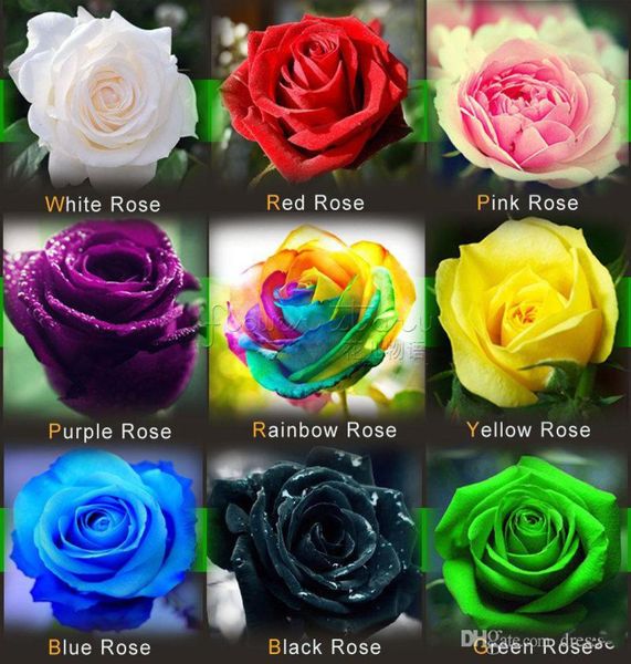 

colourful rose flower seeds 100 seeds per packagebalcony potted various flowers seed garden plants for 3370099