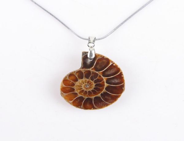 

natural nautilus ammonite pendant conch chain shell pendant for necklace jewelry crafts ornaments gifts2265919, Silver