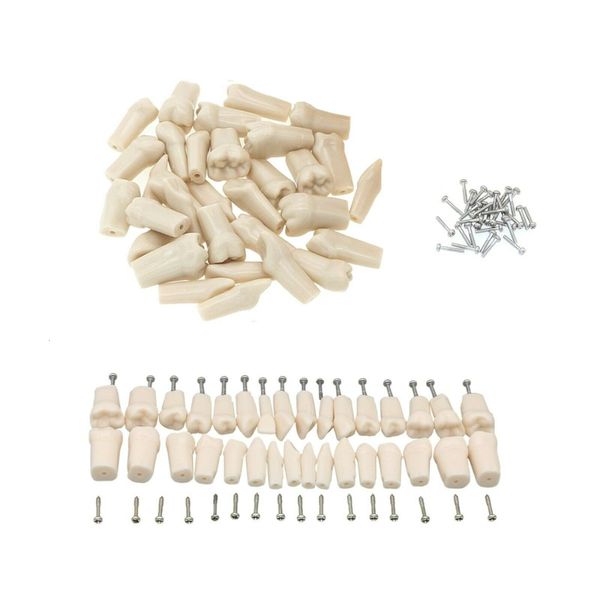 

other oral hygiene 2832pc teeth dental typodont replacement screwin model compatible with kilgore nissin 200500 type 230321