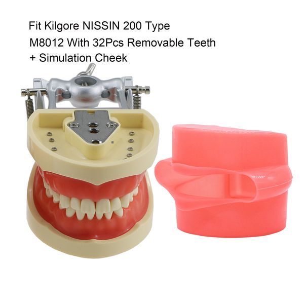 

dental floss kilgore nissin 200 type fit screwin typodont demo standard practice filling 32pcs teeth model with simulation cheek 230321
