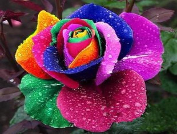 

rainbow rose seeds 80 seeds per package rainbow color garden plants1577814