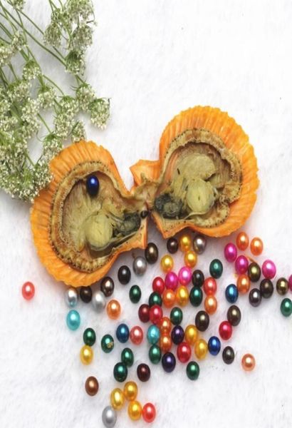 

red shell 68mm round variety good of color seawater pearl oysters individually vacuum pack fashion trend gift surprise shell7732627, White