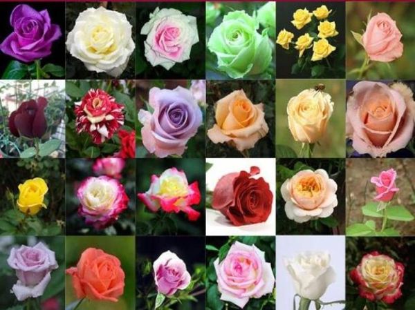 

whole new varieties colors rose pink tea rose flower seeds color 50 seeds per package flower seeds home5581672