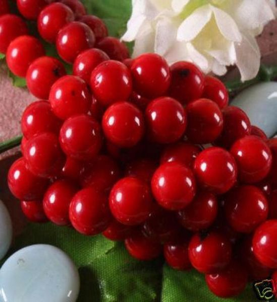 

natural 10mm red coral round loose beads 15039039natural019964414, Black