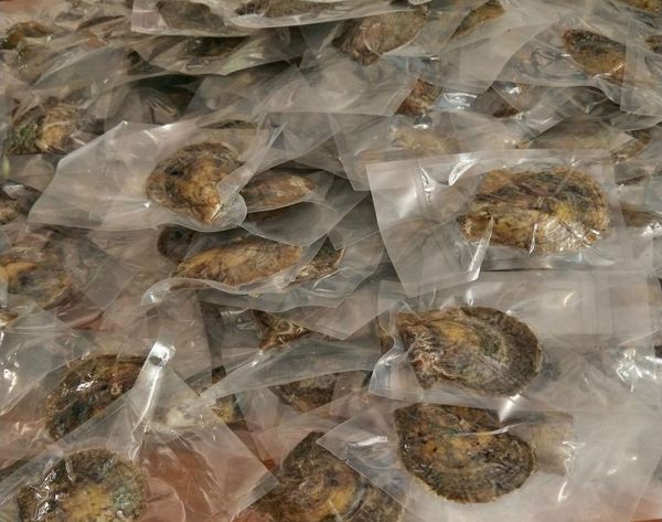 

akoya pearl oyster round 67mm colors seawater natural saltwater oyster pearl colored pearl beads in oyster with vacuumpacked2561819, White