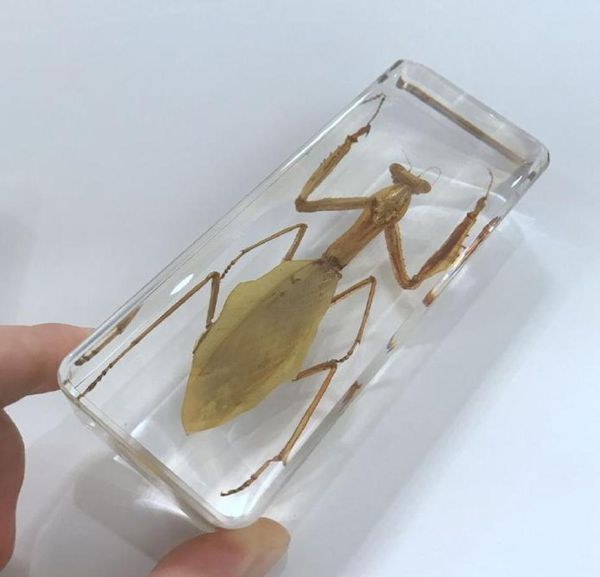

yqtdmy vintage praying mantis insect specimen in clear lucite paperweight crafts9983539, Silver