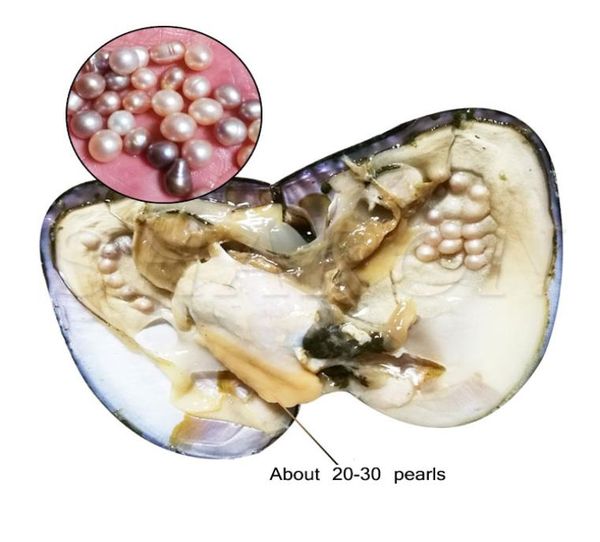 

2018 whole big oyster pearl five years aquaculture 2030 pcs pearls individually vacuum packed cultured fresh oyster pearl far8789827, White