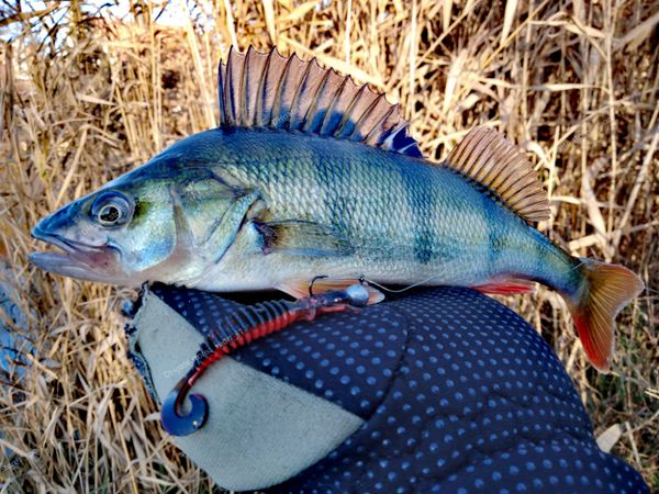 

larva realistic fishing fishingfishing lures 2019 larva soft lures artificial lures fishing worm silicone bass pike minnow swimbait jigging