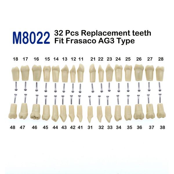 

dental floss frasaco ag3 type fit replacement standard 32pcs screwin teeth model practice filling typodont restoration demo m8022 230421