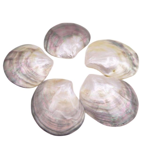 

crystal 5 pcs 70mm80mm shell natural mother of pearl no hole collectibles