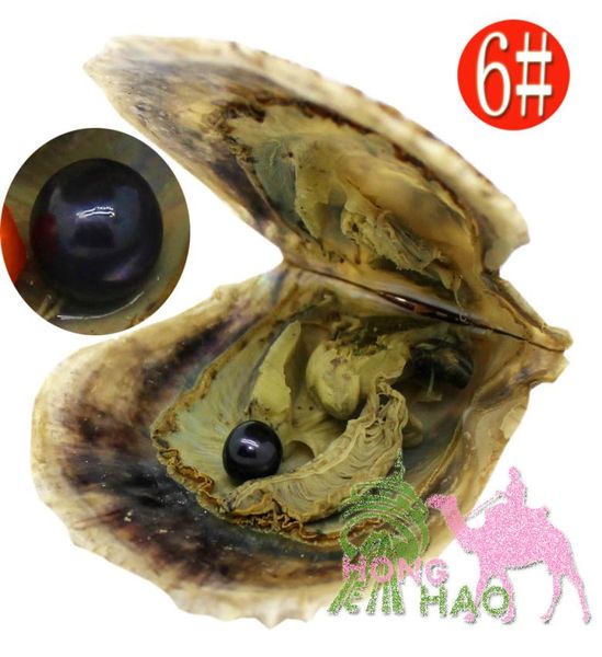 

whole quality 67mm round akoya shell pearl oyster seawater oyster 6 black pearl available in 29 colors available6794617
