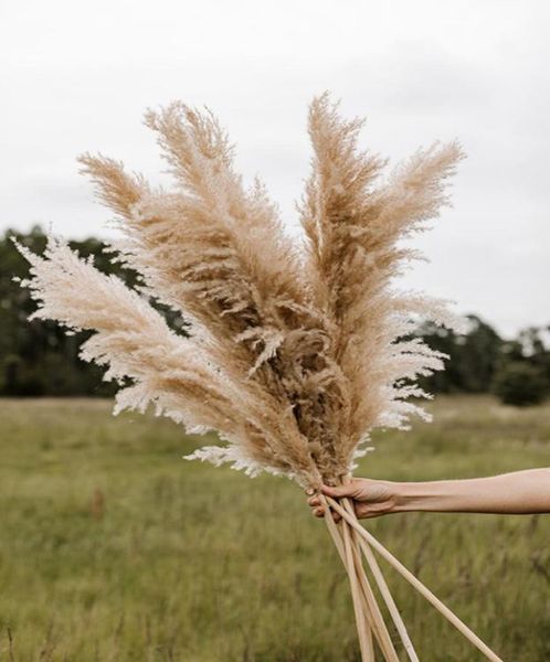 

2021 natural dried pampas grass phragmites communis reed plants wedding flower bunch home decor diy dried flowers pampas grass1229320